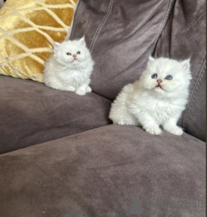 Photo №1. persian cat - for sale in the city of Stockholm | negotiated | Announcement № 97886