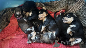Photo №2 to announcement № 144486 for the sale of miniature pinscher - buy in Austria breeder