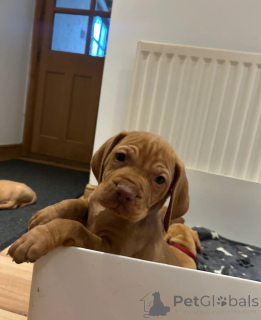 Photo №1. vizsla - for sale in the city of Gavirzhov | 500$ | Announcement № 153753