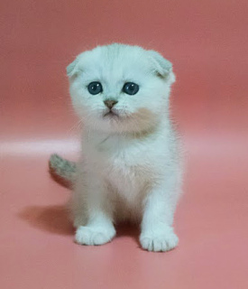 Photo №1. scottish fold - for sale in the city of Kharkov | 334$ | Announcement № 3541