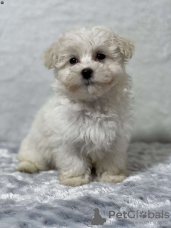 Photo №3. Maltipoo F 1 B Puppies for Sale. Austria