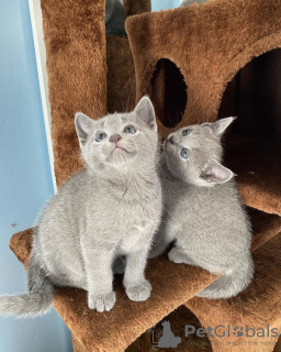 Photo №2 to announcement № 89826 for the sale of russian blue - buy in Australia private announcement