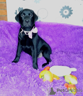 Photo №3. High -breed puppies of the labrador retriever. Germany