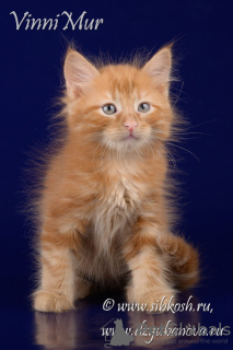 Photo №1. siberian cat - for sale in the city of St. Petersburg | Is free | Announcement № 68530