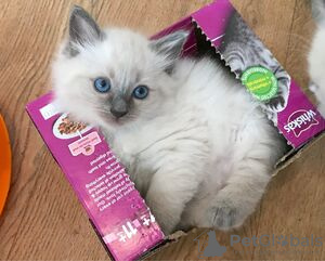Photo №1. ragdoll - for sale in the city of Антверпен | negotiated | Announcement № 75561