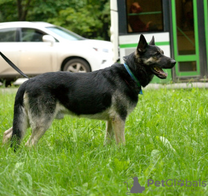Additional photos: Grand, East European Shepherd Dog, age 4.5 years. Looking for a home.