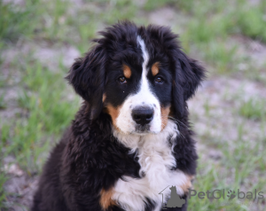Photo №4. I will sell bernese mountain dog in the city of Kiev. from nursery, breeder - price - 1100$