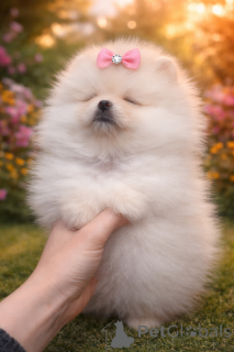 Photo №3. Critical VIP girl!. Ukraine