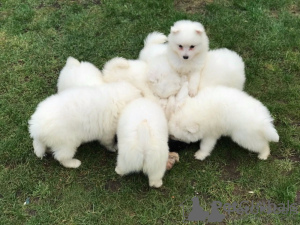 Photo №1. japanese spitz - for sale in the city of Gelterkinden | 423$ | Announcement № 44891