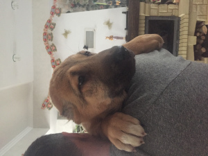 Photo №4. I will sell central asian shepherd dog in the city of Минск. from nursery - price - Negotiated