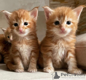 Photo №1. maine coon - for sale in the city of Даллас | 300$ | Announcement № 87569