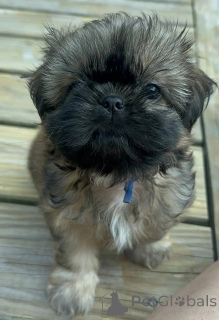 Photo №1. shih tzu - for sale in the city of Bad Münsteerefel | 434$ | Announcement № 176229