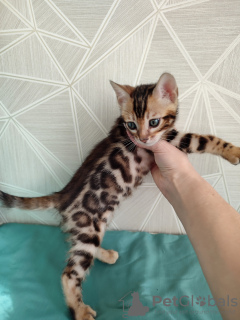 Photo №4. I will sell bengal cat in the city of Minsk. from nursery, breeder - price - 450$