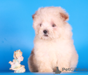 Photo №3. Maltipoo F1 puppies girls mini. Russian Federation