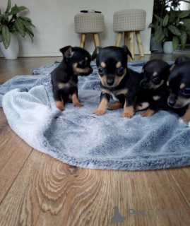 Photo №3. Chihuahua Puppies. Denmark