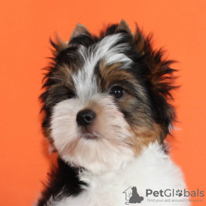 Photo №3. Beaver York puppies. Belarus