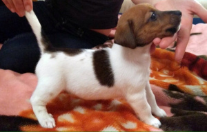 Photo №3. We offer for sale naughty puppies Jack Russell.. Belarus