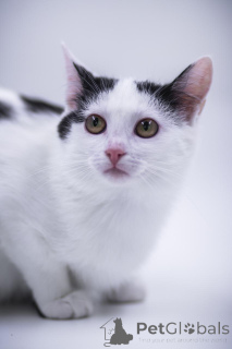 Photo №3. Charming Princess as a gift!. Russian Federation