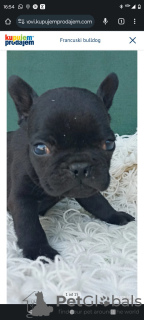 Photo №4. I will sell french bulldog in the city of Kula. private announcement - price - negotiated