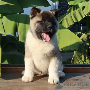 Photo №1. akita - for sale in the city of Gefrees | 402$ | Announcement № 83095