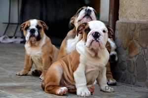 Photo №3. English bulldog, top breed. Serbia