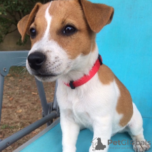 Photo №2 to announcement № 78588 for the sale of jack russell terrier - buy in Germany private announcement