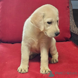 Photo №3. Margo Labrador Retriever Female 10 weeks old Ready to go home. Germany