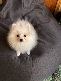 Photo №2 to announcement № 9245 for the sale of pomeranian - buy in Ukraine breeder