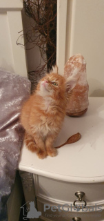 Photo №4. I will sell maine coon in the city of Амстердам. private announcement, from nursery - price - Is free