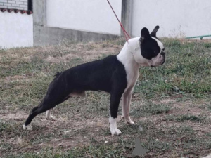 Photo №1. boston terrier - for sale in the city of Belgrade | negotiated | Announcement № 177383