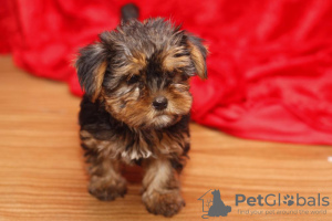 Photo №1. yorkshire terrier - for sale in the city of Tucson | 425$ | Announcement № 48694