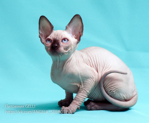 Photo №1. sphynx-katze - for sale in the city of Vologda | negotiated | Announcement № 2708