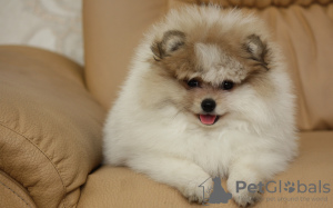 Photo №4. I will sell pomeranian in the city of Dnipro. from nursery - price - 1183$