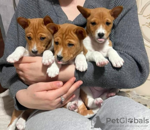 Photo №2 to announcement № 94208 for the sale of basenji - buy in Belarus breeder