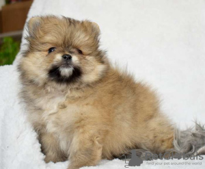 Photo №3. Pomeranian puppies. Sweden
