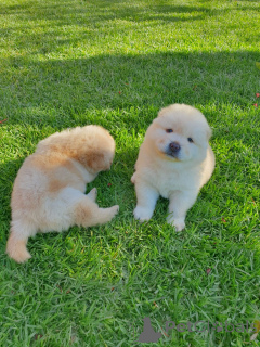 Photo №2 to announcement № 168779 for the sale of chow chow - buy in United States 