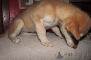 Photo №3. wolf hybrid for sale. United States