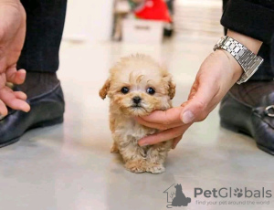 Photo №1. poodle (toy) - for sale in the city of Hunya | 370$ | Announcement № 65047