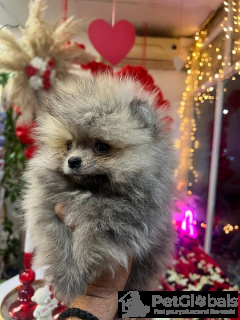 Photo №4. I will sell pomeranian in the city of Нови Сад.  - price - 471$