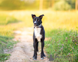 Additional photos: Finding a family for Yeley!