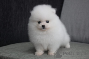 Photo №1. pomeranian - for sale in the city of Oswestry | negotiated | Announcement № 98441