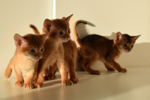 Photo №1. abyssinian cat - for sale in the city of Munich | 1995$ | Announcement № 809