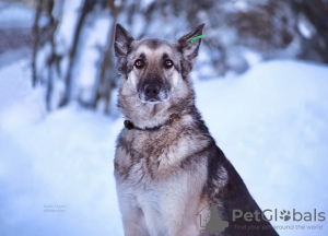Photo №1. east-european shepherd - for sale in the city of Александров | Is free | Announcement № 87761