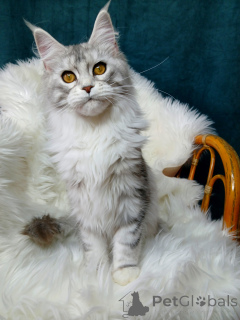 Photo №2 to announcement № 139613 for the sale of maine coon - buy in Russian Federation from nursery
