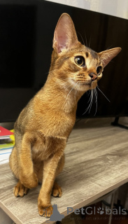 Photo №4. I will sell abyssinian cat in the city of Kharkov. from nursery - price - 600$