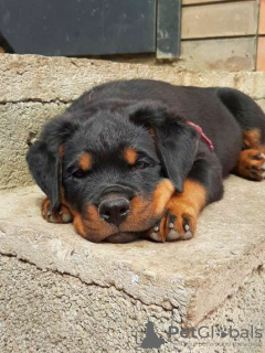 Photo №2 to announcement № 13238 for the sale of rottweiler - buy in Russian Federation breeder