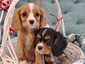 Photo №1. cavalier king charles spaniel - for sale in the city of Belgorod | 1172$ | Announcement № 80643