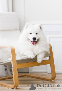 Photo №1. samoyed dog - for sale in the city of Minsk | 520$ | Announcement № 22746