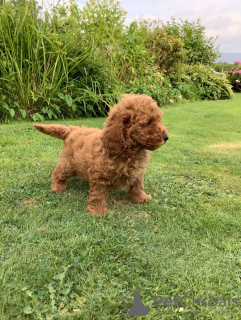 Photo №3. Cute Toy poodle puppies available for free adoption. Germany