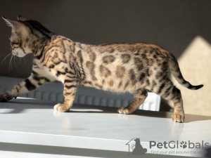 Additional photos: Bengal kitty